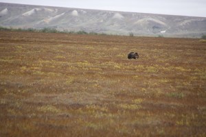 Zum Glück ist der Grizzly noch weit genug weg