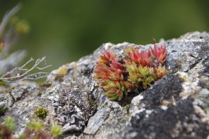 blühende Farben am Gletscherrand