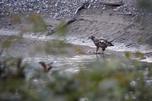 ein Weißkopfseeadlerjunges, bereits flügge lässt es sich noch Fische auf dem "Silbertablett" servieren. Ein Elternteil ist kurz vor dem Foto weggeflogen. Schade. Das wärs gewesen! 