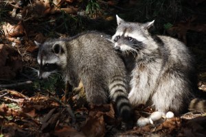 Besucher des Stanleyparks