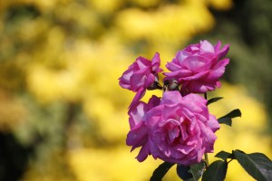 Im Rosengarten des Stanleyparks