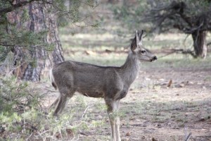 Andere Besucher des Campingplatzes 