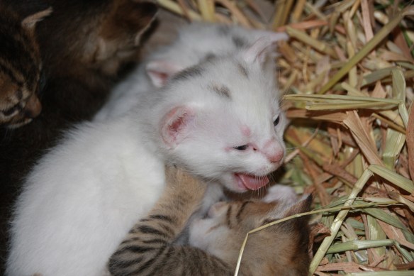 Auch die Katzenwäsche will gelernt sein.