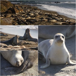 Seelefanten am Highway No. 1