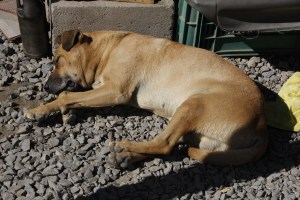 So ein Hundeleben in Mexiko