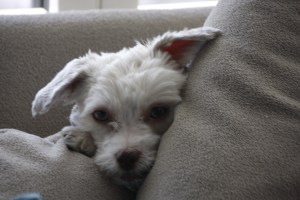 the queen "Bella" - jeden morgen schaute sie die Treppe runter, ihr Gesicht sprach Bände: "Oh nee, sind die immer noch da..." 