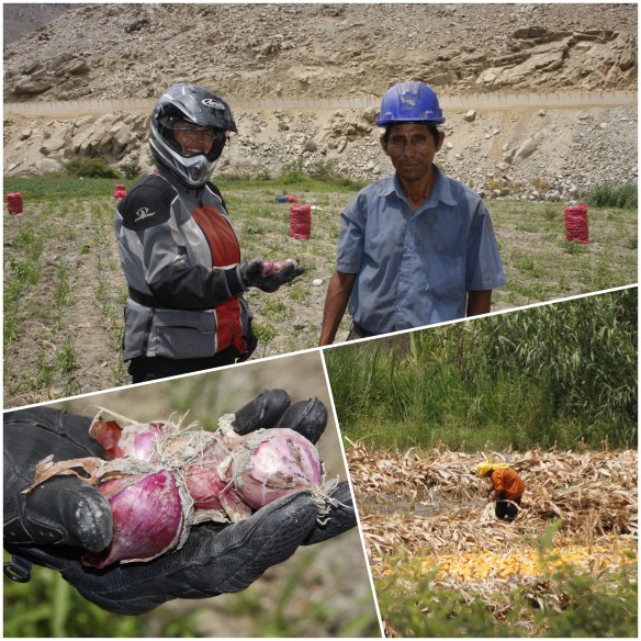 Processed with MOLDIV