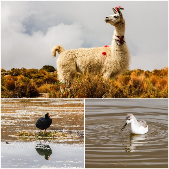 Processed with MOLDIV